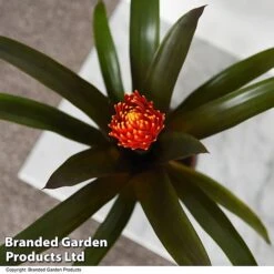 Guzmania 'Tala' -Garden Plants Shop GUZM TALA T49242