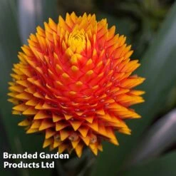 Guzmania 'Tala' -Garden Plants Shop GUZM TALA W48355