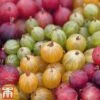 Gooseberry Collection -Garden Plants Shop Gooseberry Coll