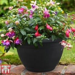 Fuchsia Trailing Pre-Planted Basket -Garden Plants Shop HABA WKA9811 A1