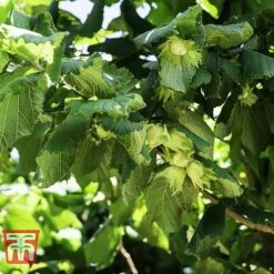 Corylus Avellana (Hedging) -Garden Plants Shop HAZE KB3244 A