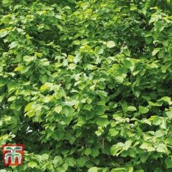 Corylus Avellana (Hedging) -Garden Plants Shop HAZE KB3244 B