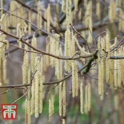 Corylus Avellana (Hedging) -Garden Plants Shop HAZE KB3244 E
