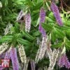 Hebe 'Midsummer Beauty' -Garden Plants Shop HEBE 56830 A