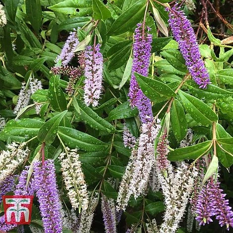 Hebe 'Midsummer Beauty' 3 Hebe 'Midsummer Beauty'