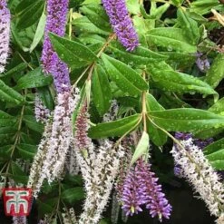 Hebe 'Midsummer Beauty' 5 Hebe 'Midsummer Beauty' -Garden Plants Shop HEBE 56830 B