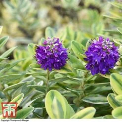 Hebe 'Silver Queen' -Garden Plants Shop HEBE 8028 A2