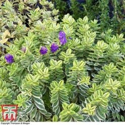 Hebe 'Silver Queen' -Garden Plants Shop HEBE 8028 A3