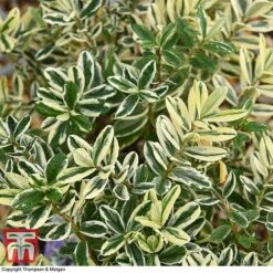 Hebe 'Silver Queen' -Garden Plants Shop HEBE T28594 A1