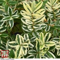 Hebe 'Silver Queen' -Garden Plants Shop HEBE T28595 A1