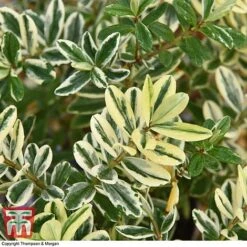 Hebe 'Silver Queen' -Garden Plants Shop HEBE T28596 A1