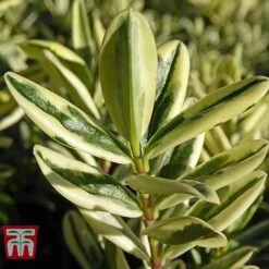 Hebe 'Silver Queen' -Garden Plants Shop HEBE WKB5077 B