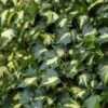 Hedera Helix 'Goldheart' 1 Hedera Helix 'Goldheart' -Garden Plants Shop HEDE T58001 A h