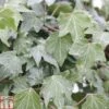 Hedera Helix 'Green Ripple' 1 Hedera Helix 'Green Ripple' -Garden Plants Shop HEDE TKA0897 A