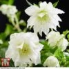 Hellebore 'Double Ellen White' -Garden Plants Shop HELL KB3459 A