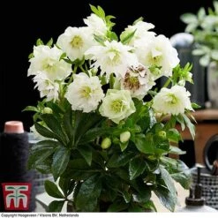 Hellebore 'Double Ellen White' -Garden Plants Shop HELL KB3459 C