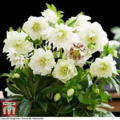 Hellebore 'Double Ellen White' -Garden Plants Shop HELL KB3459 D