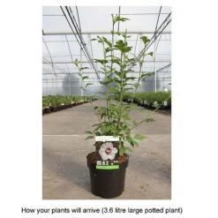 Hibiscus Syriacus 'Lady Stanley' 16 Hibiscus Syriacus 'Lady Stanley' -Garden Plants Shop HIBI T67941 B h