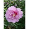 Hibiscus Syriacus 'Lavender Chiffon' -Garden Plants Shop HIBI T67943 A h