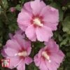 Hibiscus Syriacus 'Pink Giant' -Garden Plants Shop HIBI T67951 A