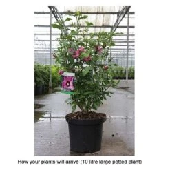 Hibiscus Syriacus 'Pink Giant' -Garden Plants Shop HIBI T67951 B h