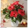 Hibiscus 'Festive Flair' - Gift 1 Hibiscus 'Festive Flair' - Gift -Garden Plants Shop HIBI TG24284 A