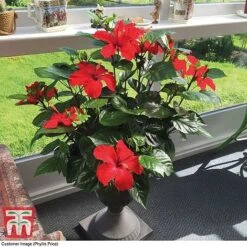 Hibiscus 'Festive Flair' - Gift -Garden Plants Shop HIBI TG24284 D