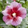 Hibiscus 'Flower Tower Purple' 2 Hibiscus 'Flower Tower Purple' -Garden Plants Shop HIBI FTOWERPUR H43875