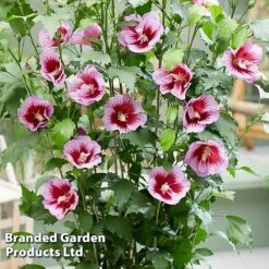 Hibiscus 'Flower Tower Purple' -Garden Plants Shop HIBI FTOWERPUR H43877