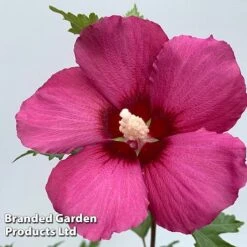 Hibiscus 'Flower Tower Collection' -Garden Plants Shop HIBI FTOWERRUB H438801