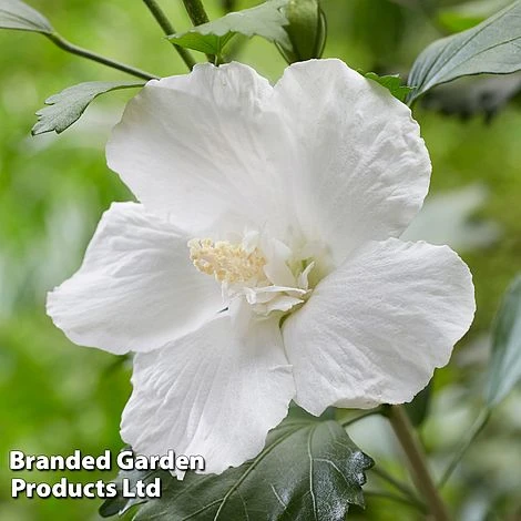 Hibiscus 'Flower Tower White' 4 Hibiscus 'Flower Tower White' - Image 2
