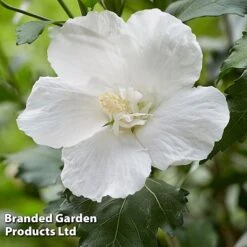 Hibiscus 'Flower Tower White' 8 Hibiscus 'Flower Tower White' -Garden Plants Shop HIBI FTOWERWHI H43884
