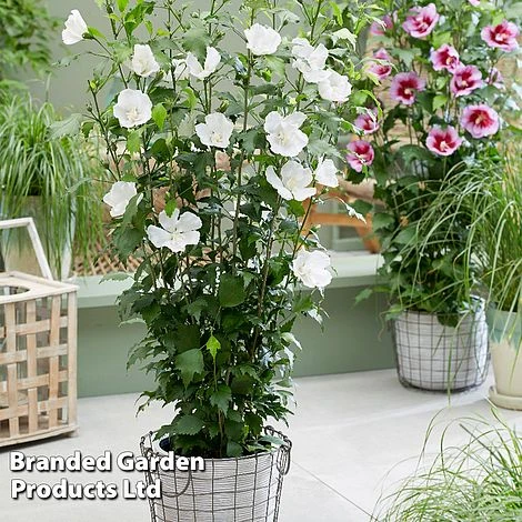 Hibiscus 'Flower Tower White' 3 Hibiscus 'Flower Tower White'