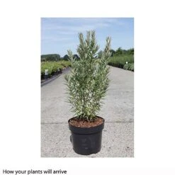 Hippophae Rhamnoides 'Hikul' -Garden Plants Shop HIPP T66225 A h