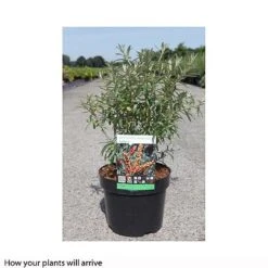 Hippophae Rhamnoides 'Leikora' -Garden Plants Shop HIPP T66226 A h