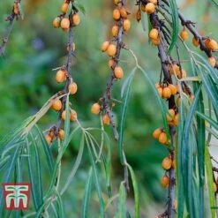 Hippophae Rhamnoides 'Leikora' -Garden Plants Shop HIPP T66226 C