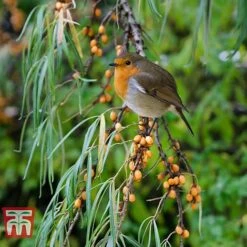 Hippophae Rhamnoides 'Leikora' -Garden Plants Shop HIPP T66226 D