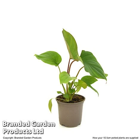 Homalomena 'Maggy' 7 Homalomena 'Maggy' - Image 5