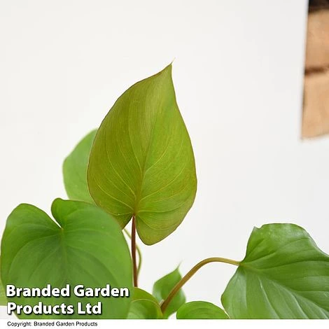 Homalomena 'Maggy' 5 Homalomena 'Maggy' - Image 3