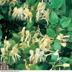 Honeysuckle 'Halliana' -Garden Plants Shop HONE T80311 A