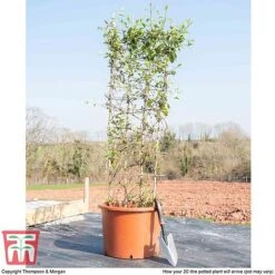 Honeysuckle 'Halliana' - Trellis -Garden Plants Shop HONE WKB9249 F