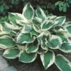 Hosta 'Wide Brim' -Garden Plants Shop HOST T62235 A h