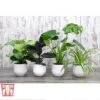 House Plant Urban Jungle Collection -Garden Plants Shop HOUS KA8543 A