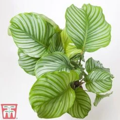 House Plant Urban Jungle Collection -Garden Plants Shop HOUS KA8543 C