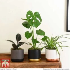 House Plant Urban Jungle Collection -Garden Plants Shop HOUS KA8543 H