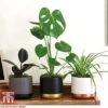 House Plant Urban Jungle Trio -Garden Plants Shop HOUS KB3714 A