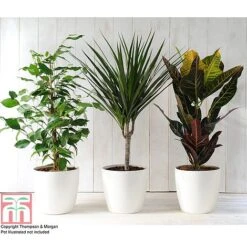 T&M's Choice House Plant Mix -Garden Plants Shop HOUS T78783 B h