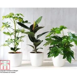T&M's Choice House Plant Mix -Garden Plants Shop HOUS T78783 C h