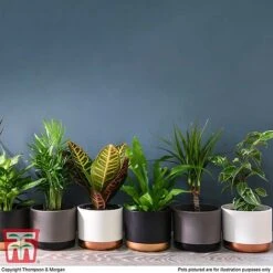 T&M's Choice House Plant Mix -Garden Plants Shop HOUS T78783 H1
