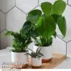 Green Houseplants Bathroom Trio -Garden Plants Shop HOUS BATHRTRIO T43634